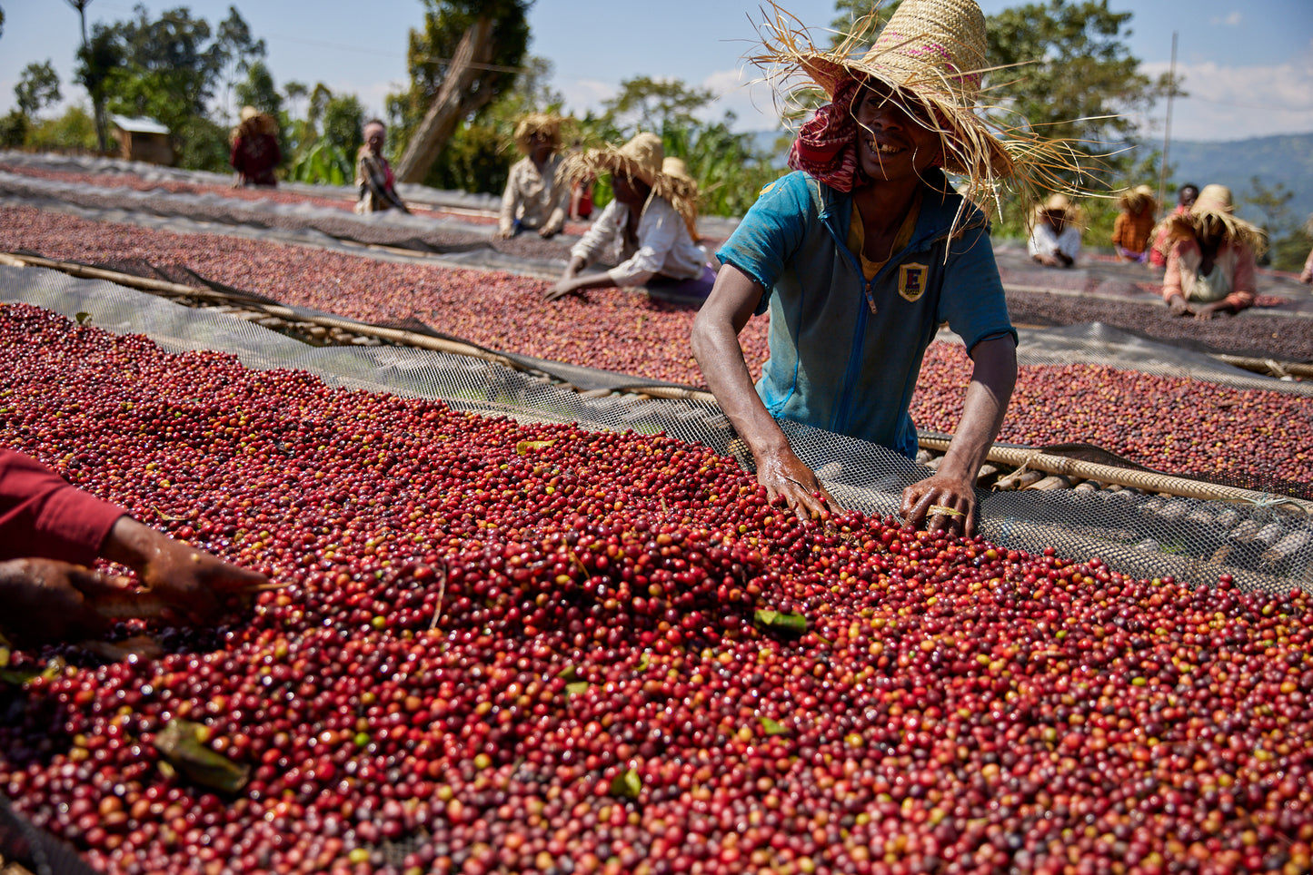 Ethiopia Ayla Bombe Washed