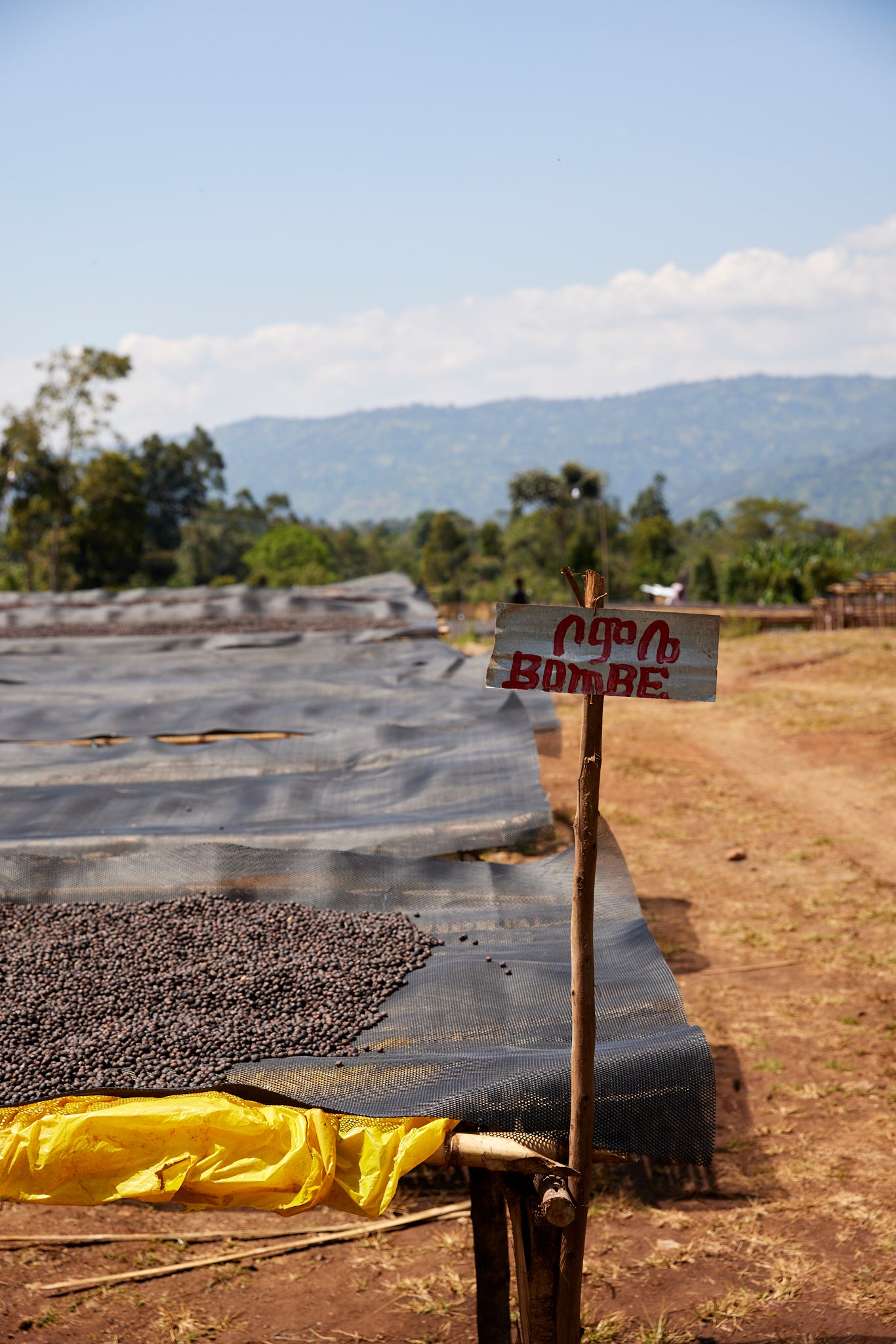 Ethiopia Ayla Bombe Washed
