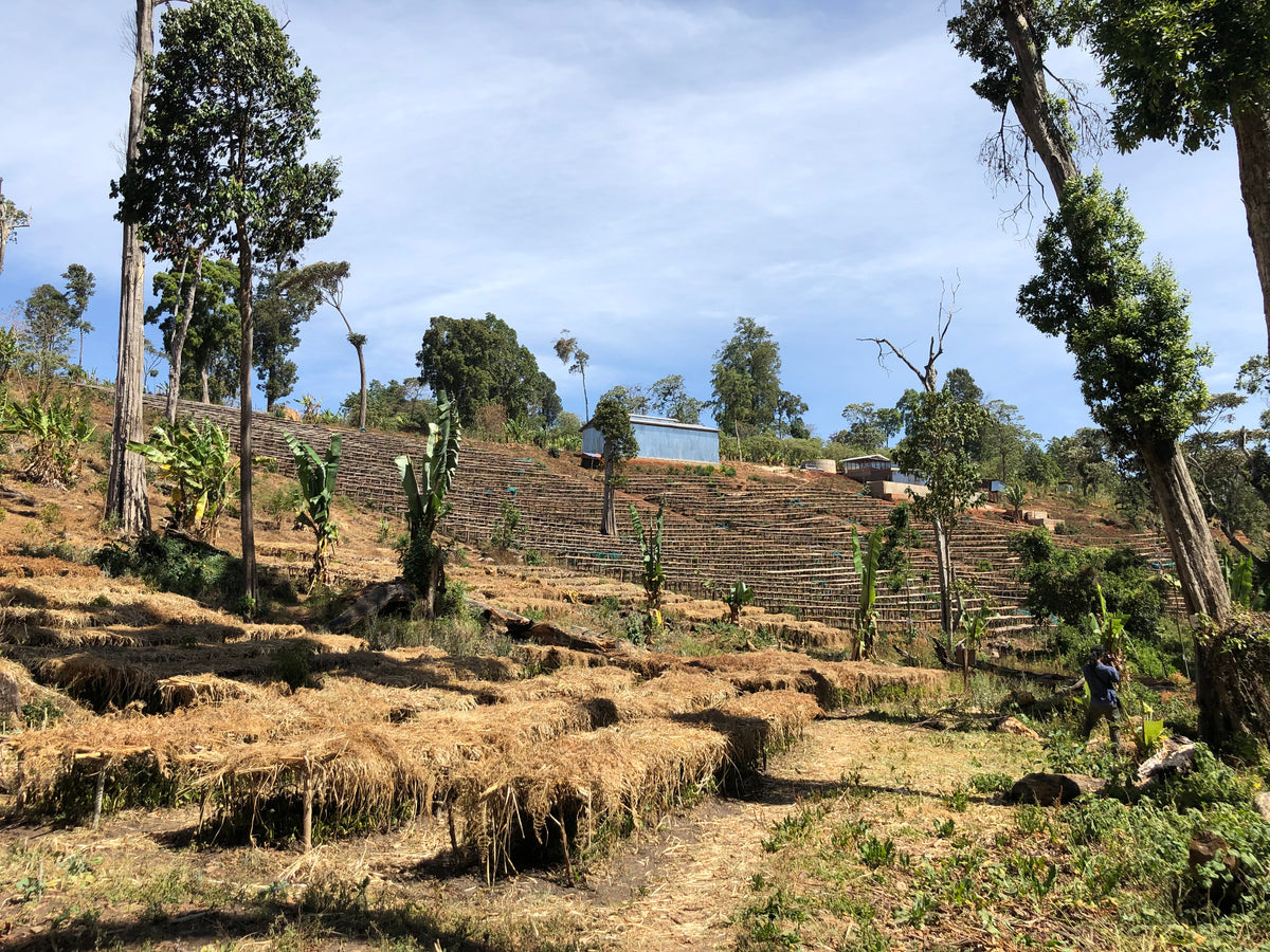 Ethiopia Getachew Zekele Hambela