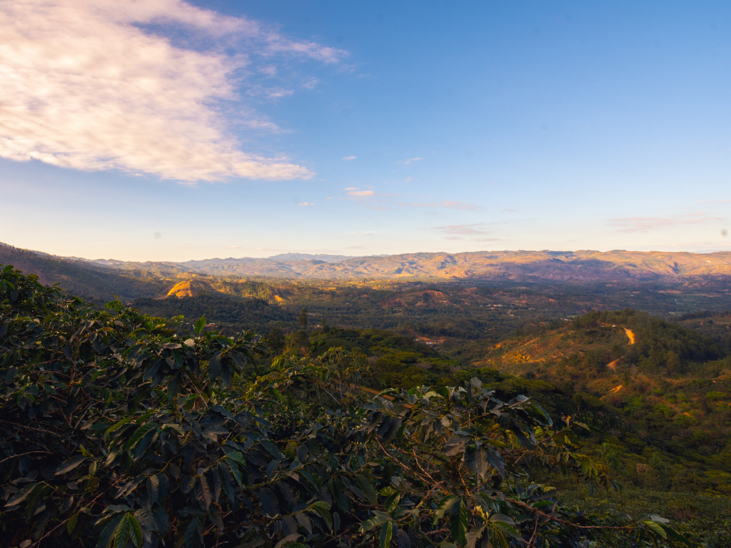 Honduras Finca Santa Lucia