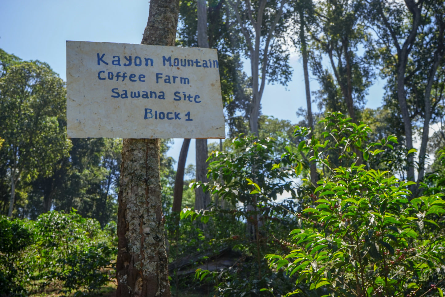 Ethiopia Kayon Mountain Natural