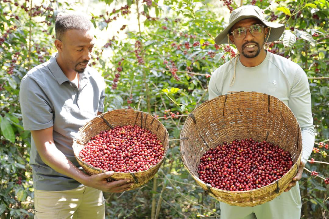 Ethiopia Kayon Mountain Natural