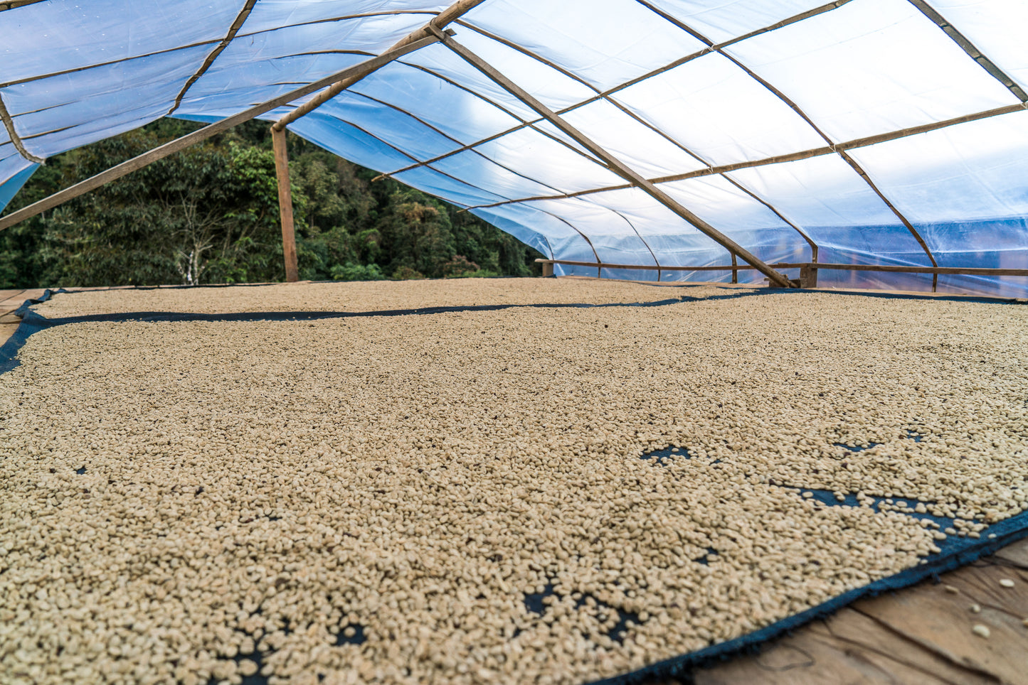 Decaf Peru Mountain Water Process