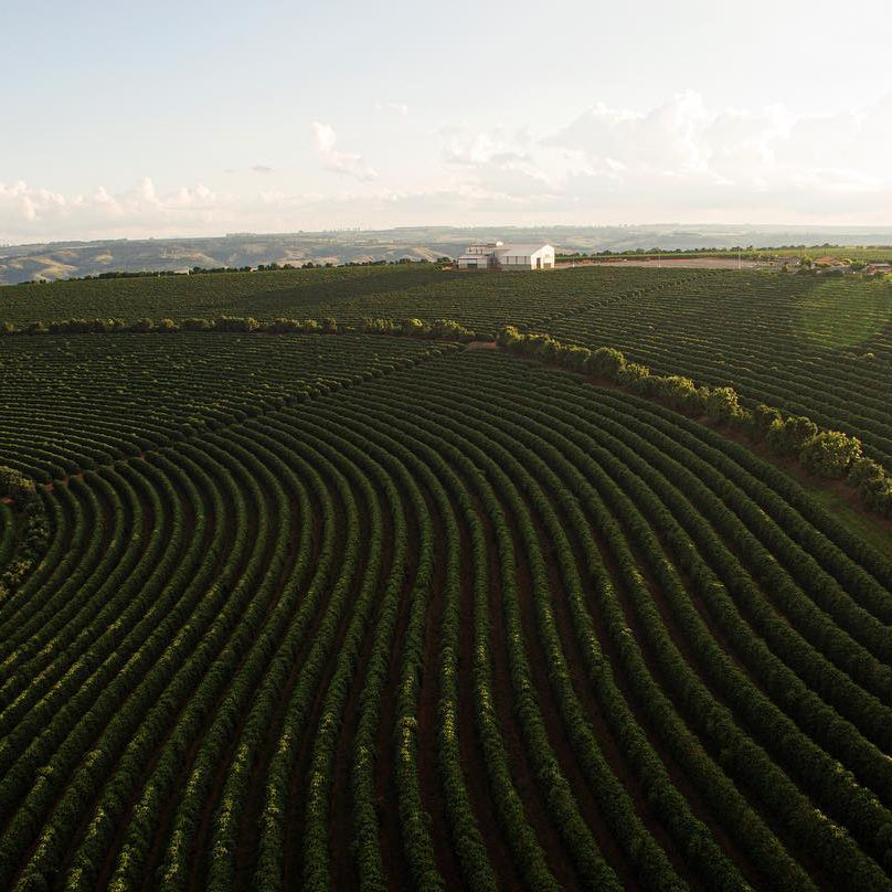 Brazil Marcelo Assis Bioma Peaberry Natural