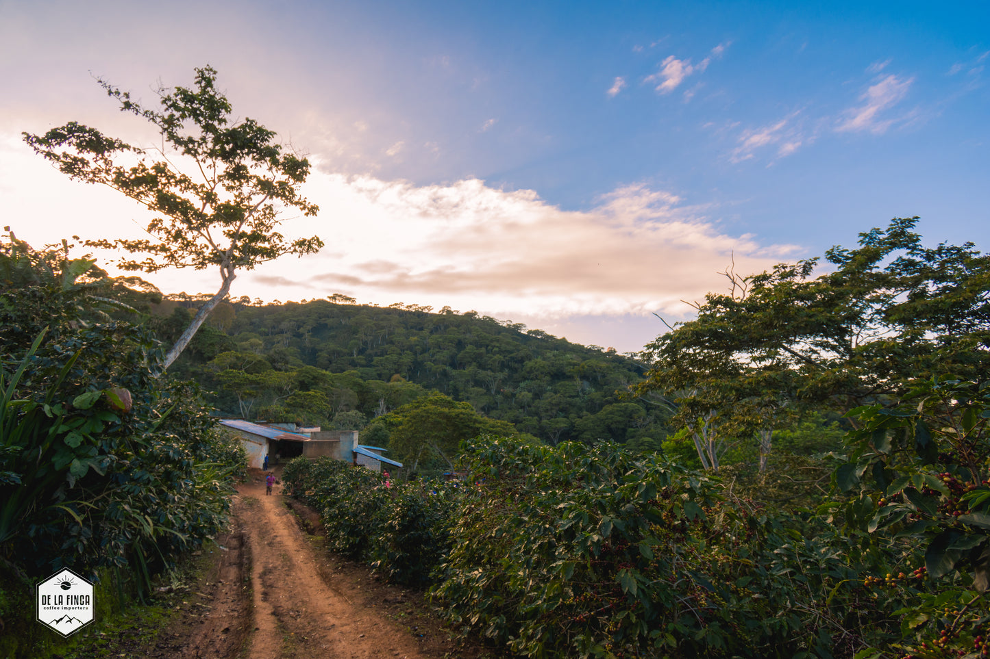 Honduras Finca Santa Lucia