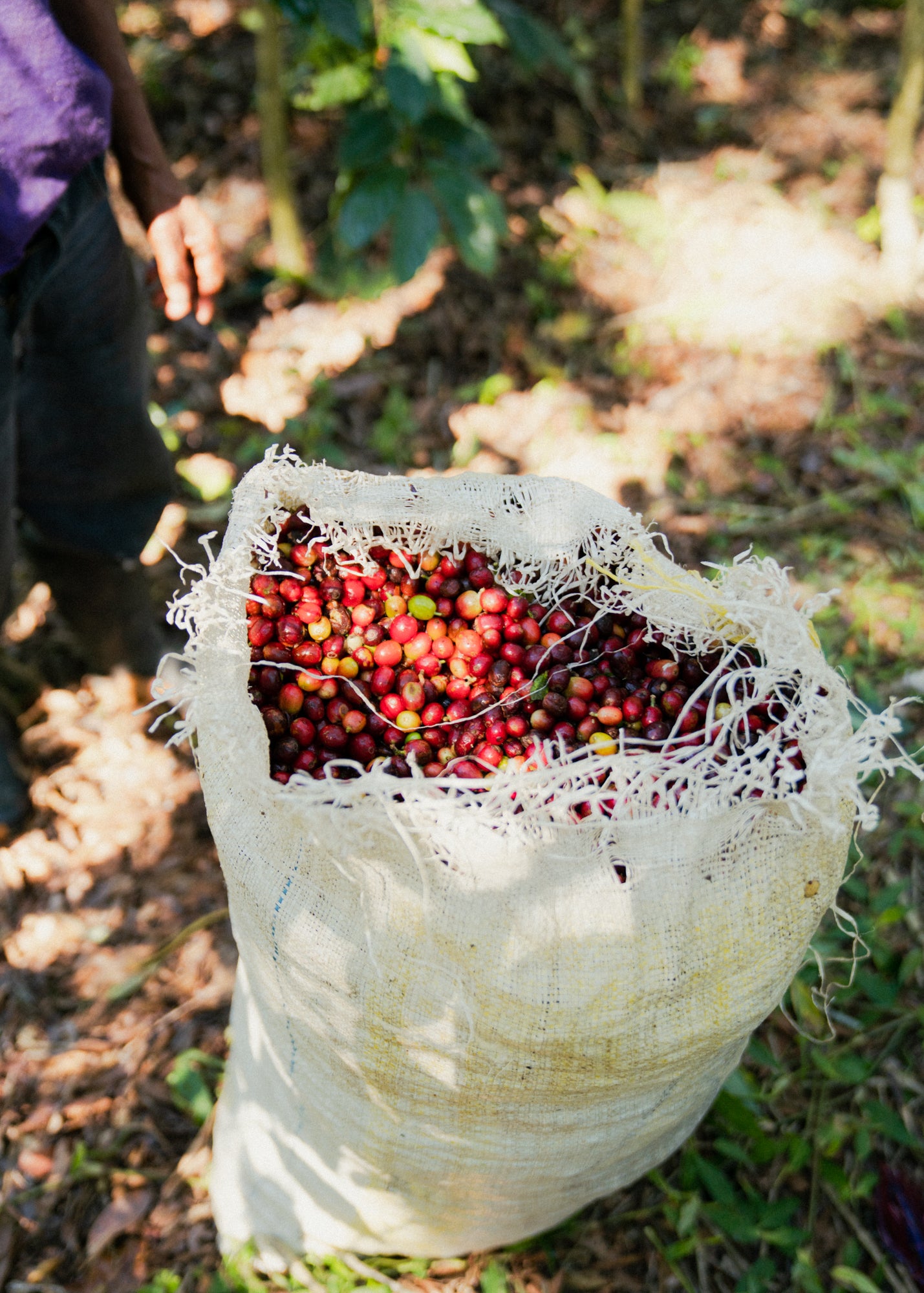 Guatemala San Luis el Volcancito